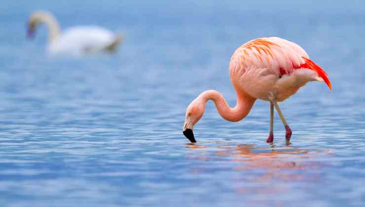 Perché i fenicotteri hanno le piume rosa